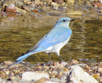 Mountain Bluebird