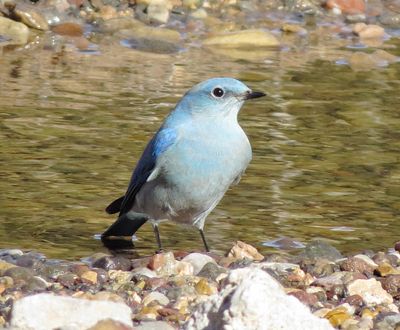 Mountain Bluebird