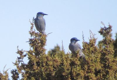 Pinyon Jay