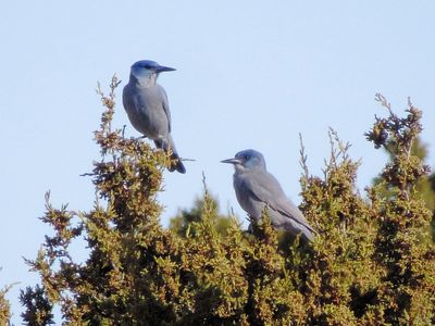 Pinyon Jay