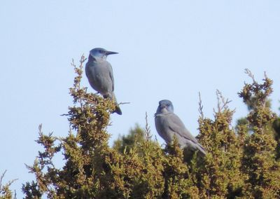 Pinyon Jay