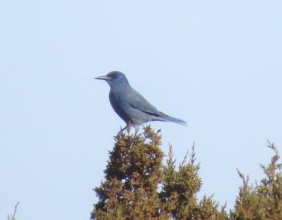 Pinyon Jay