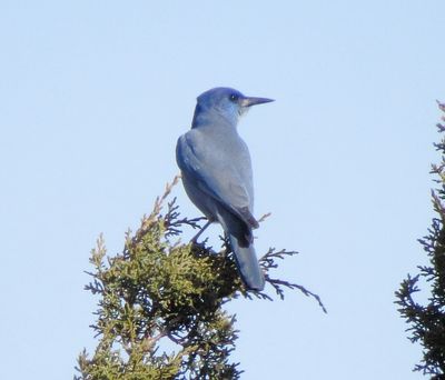 Pinyon Jay