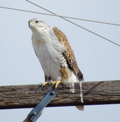 Ferruginous Hawk
