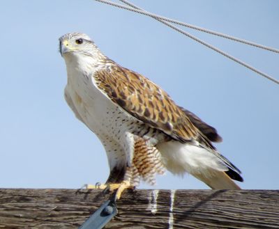 Ferruginous Hawk