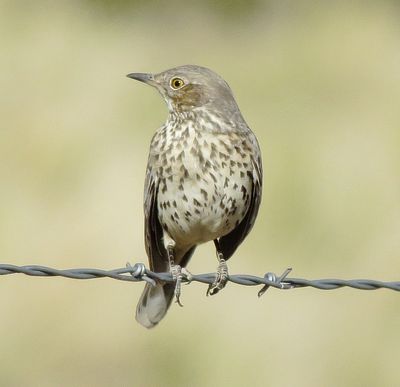 Sage Thrasher