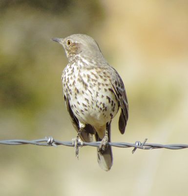 Sage Thrasher
