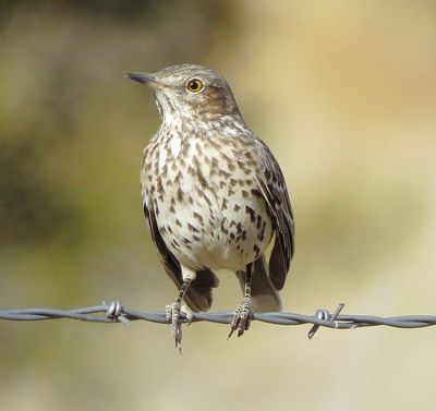 Sage Thrasher