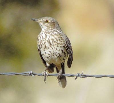 Sage Thrasher