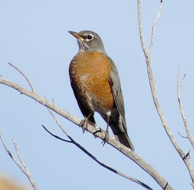 American Robin