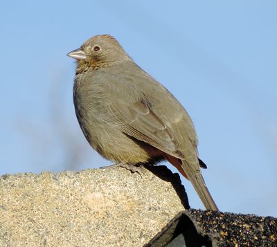 Canyon Towhee