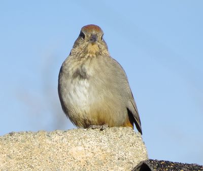 Canyon Towhee