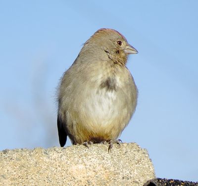 Canyon Towhee