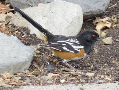 Spotted Towhee