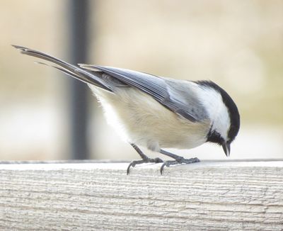 Black-Capped Chickadee
