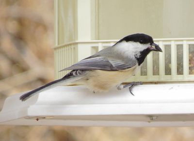 Black-Capped Chickadee