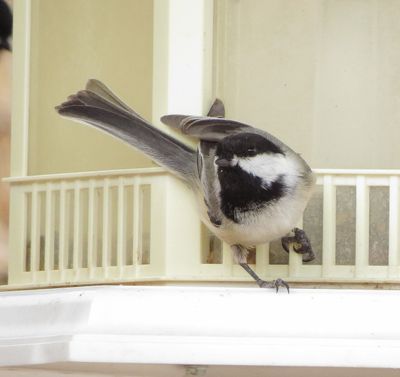 Black-Capped Chickadee