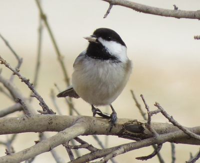 Black-Capped Chickadee