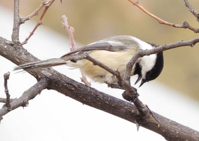 Black-Capped Chickadee
