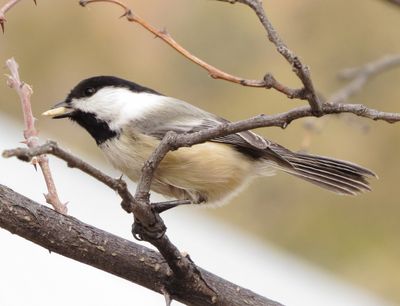Black-Capped Chickadee