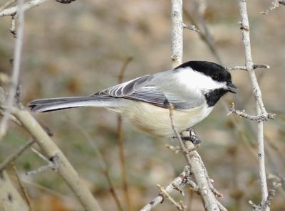 Black-Capped Chickadee