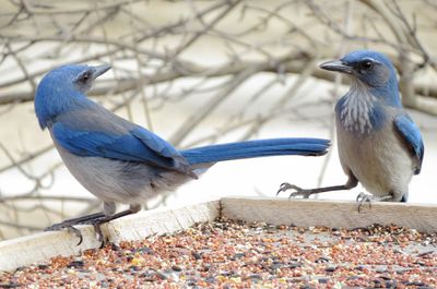 Woodhouse's Scrub Jay
