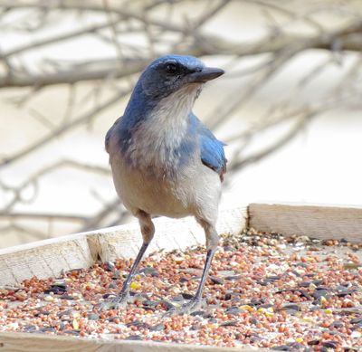 Woodhouse's Scrub Jay