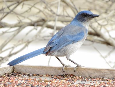 Woodhouse's Scrub Jay