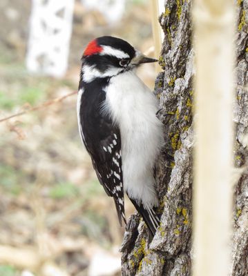 Downy Woodpecker