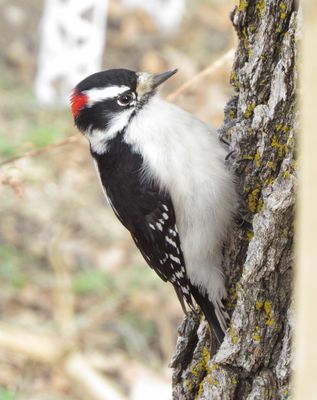 Downy Woodpecker