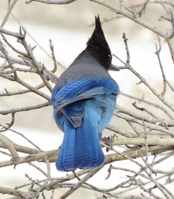 Steller's Jay