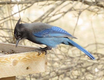 Steller's Jay