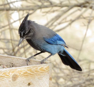 Steller's Jay