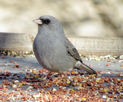 Dark-Eyed Junco