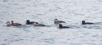 Black Scoter