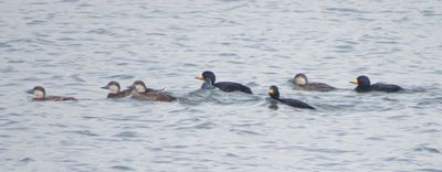 Black Scoter