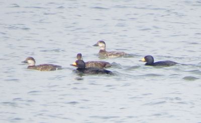 Black Scoter