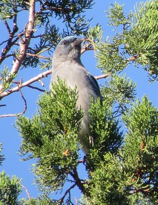 Mexican Jay