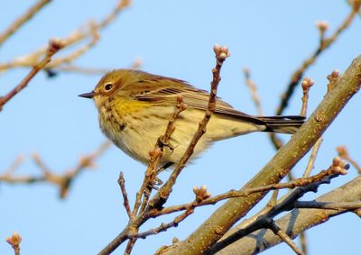 Myrtle Warbler