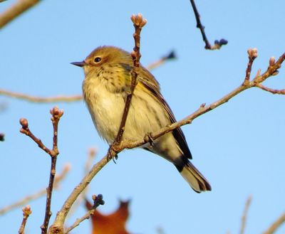 Myrtle Warbler