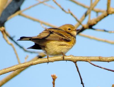 Myrtle Warbler