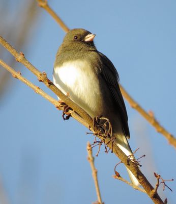 Dark-Eyed Junco