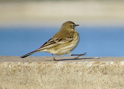 American Pipit