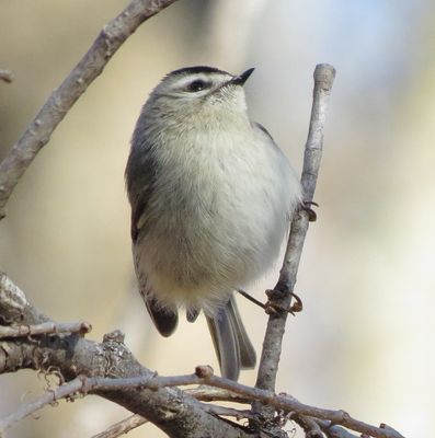 Golden-Crowned Kinglet