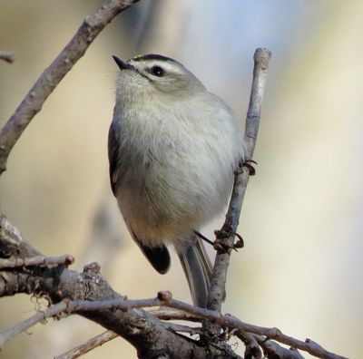 Golden-Crowned Kinglet