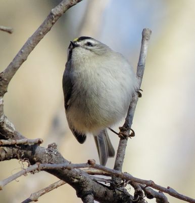 Golden-Crowned Kinglet