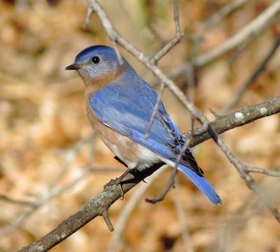 Eastern Bluebird