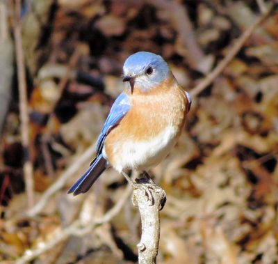 Eastern Bluebird