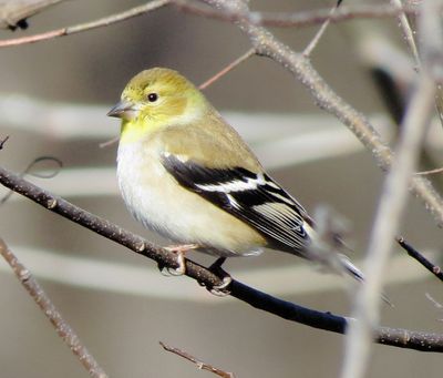 American Goldfinch