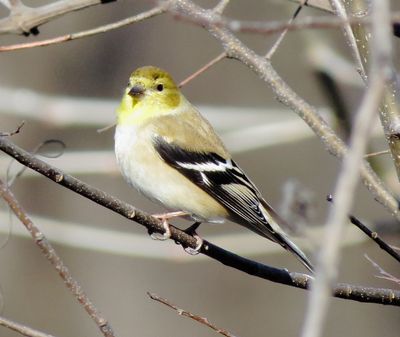 American Goldfinch